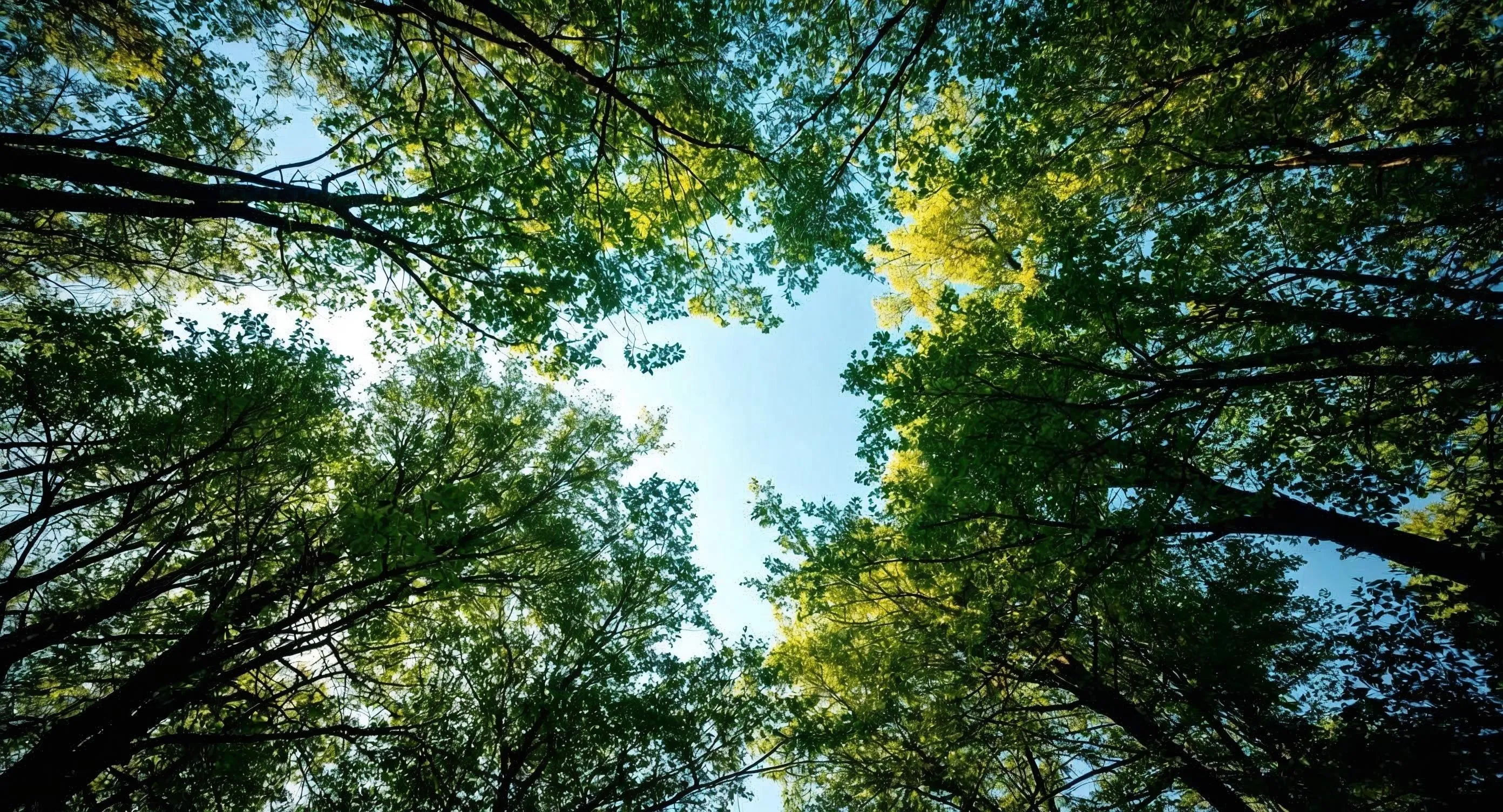 Rappresentazione del cielo in mezzo a rami